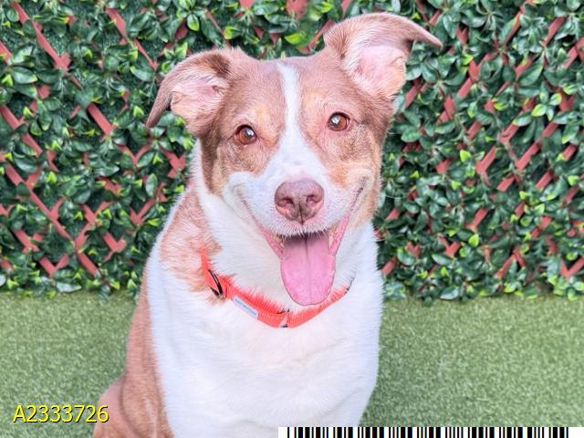 SADIE, Adoptable, Adult Female Mixed Breed & Mixed Breed.