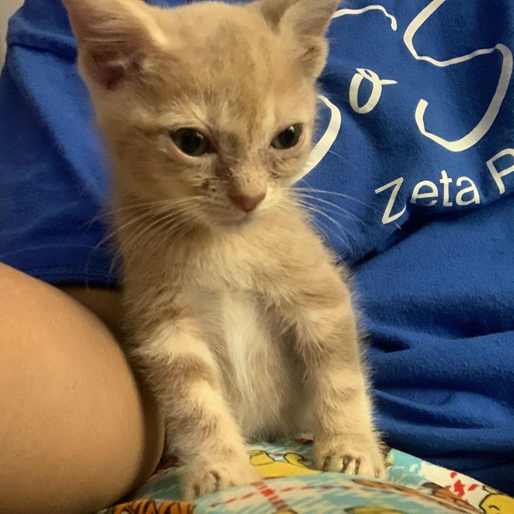Gretchen, Adoptable, Young Female Domestic Short Hair.