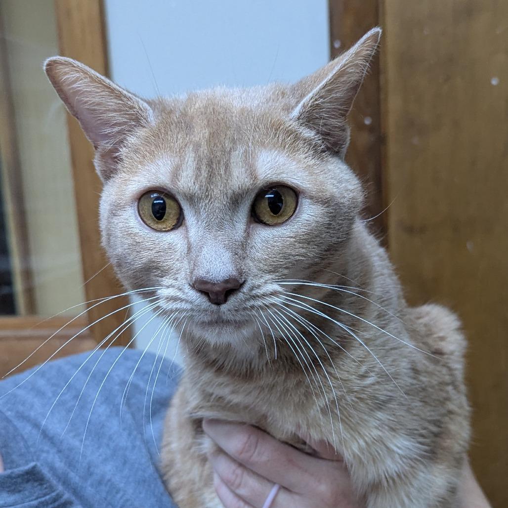 Enlarge Gretchen, a Adoptable Domestic Short Hair in Valdosta , GA image 2/2