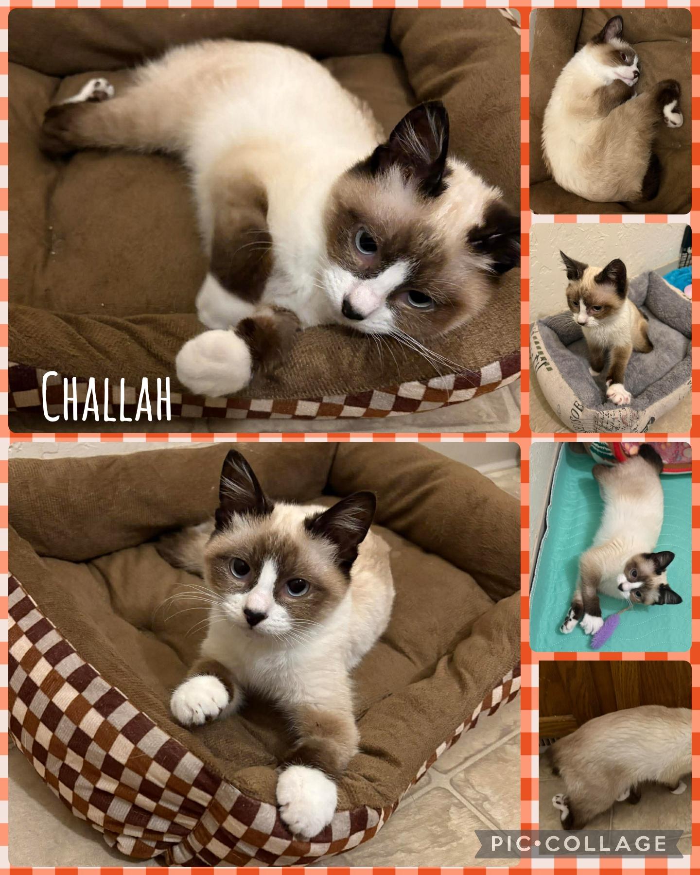 Enlarge Challah, a Adoptable mixed breed in Newberg, OR image 1/1