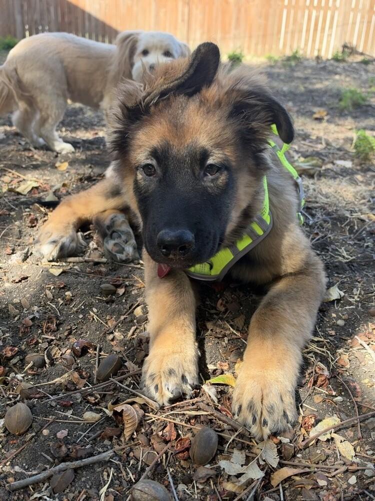 26-101 Alfie, Adoptable, Puppy Male German Shepherd Dog.