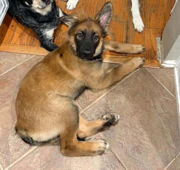 Enlarge 26-101 Alfie, a Adoptable mixed breed in Richardson, TX image 2/6