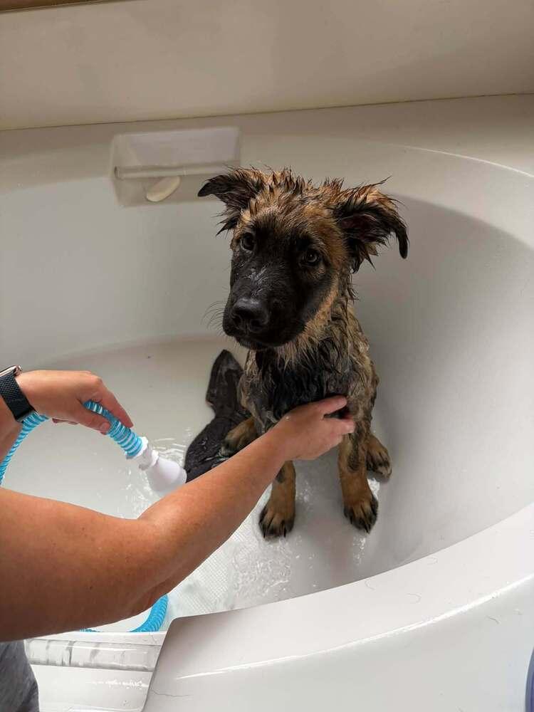 Enlarge 26-101 Alfie, a Adoptable mixed breed in Richardson, TX image 3/6