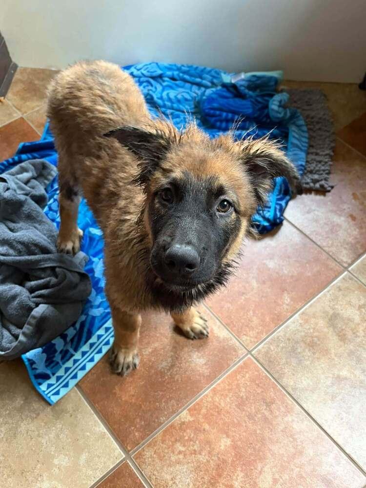 Enlarge 26-101 Alfie, a Adoptable mixed breed in Richardson, TX image 5/6