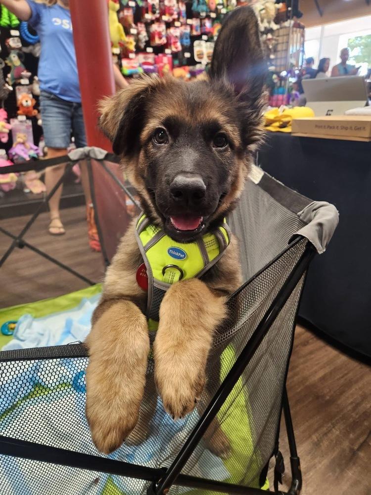 Enlarge 26-101 Alfie, a Adoptable mixed breed in Richardson, TX image 6/6