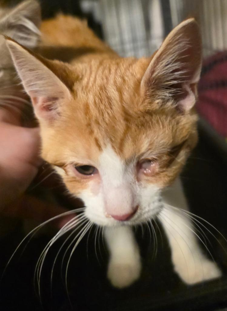 Enlarge Jackie, a Adoptable Domestic Short Hair in Chillicothe, OH image 1/1
