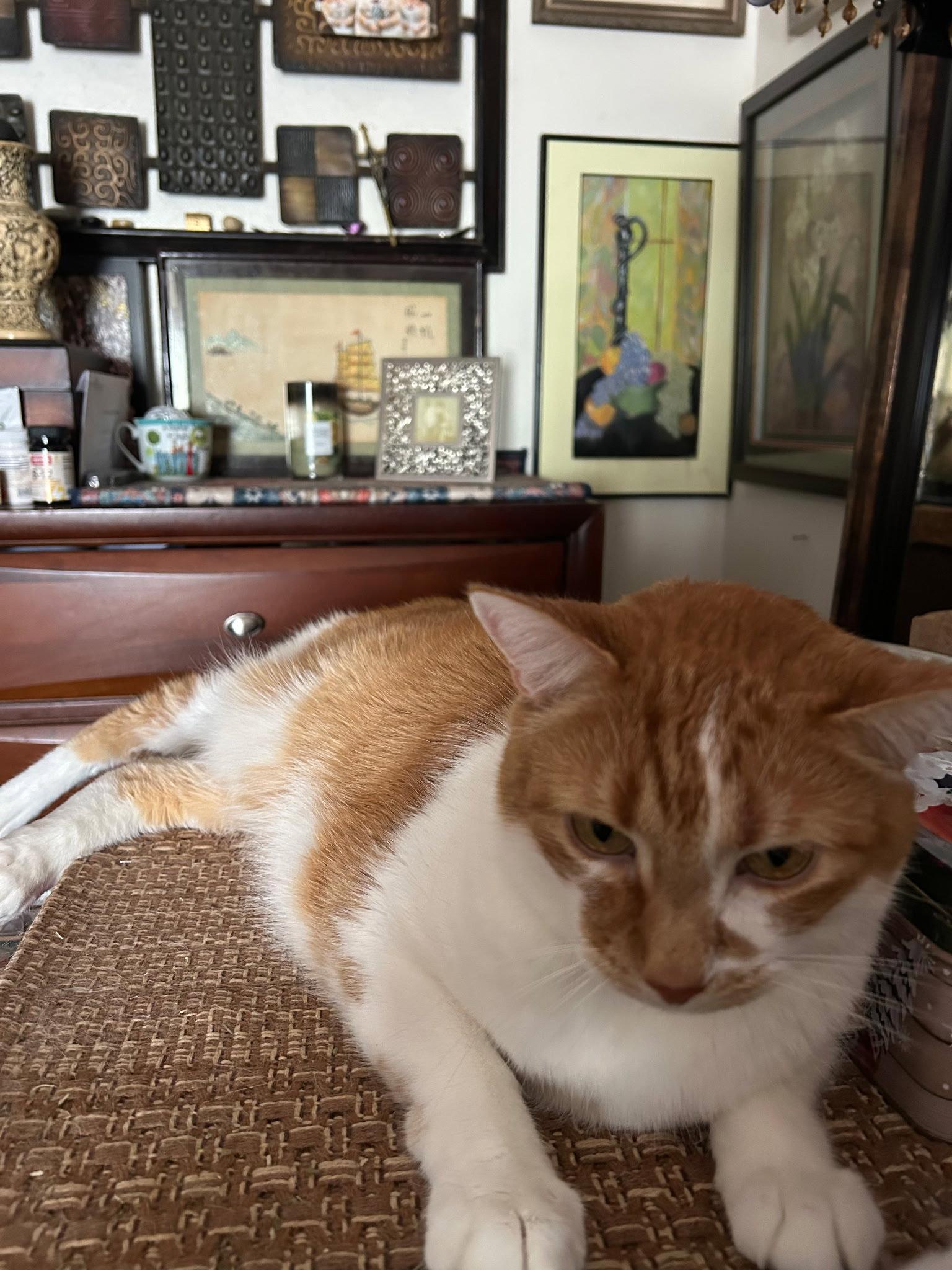 zz Coconut, Adopted, Senior Male Domestic Short Hair.