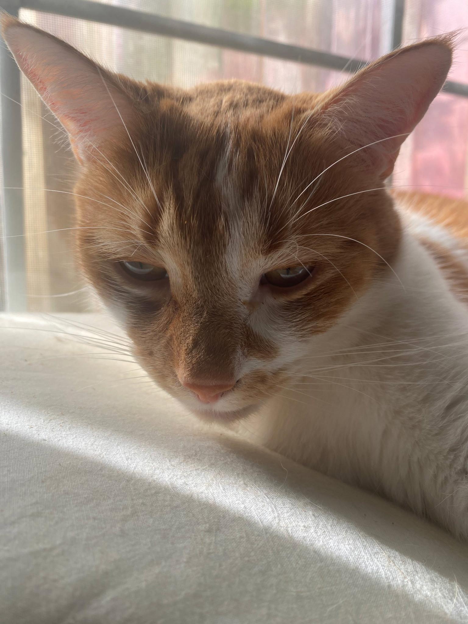 Enlarge zz Coconut, a Adopted Domestic Short Hair in West Palm Beach, FL image 2/2