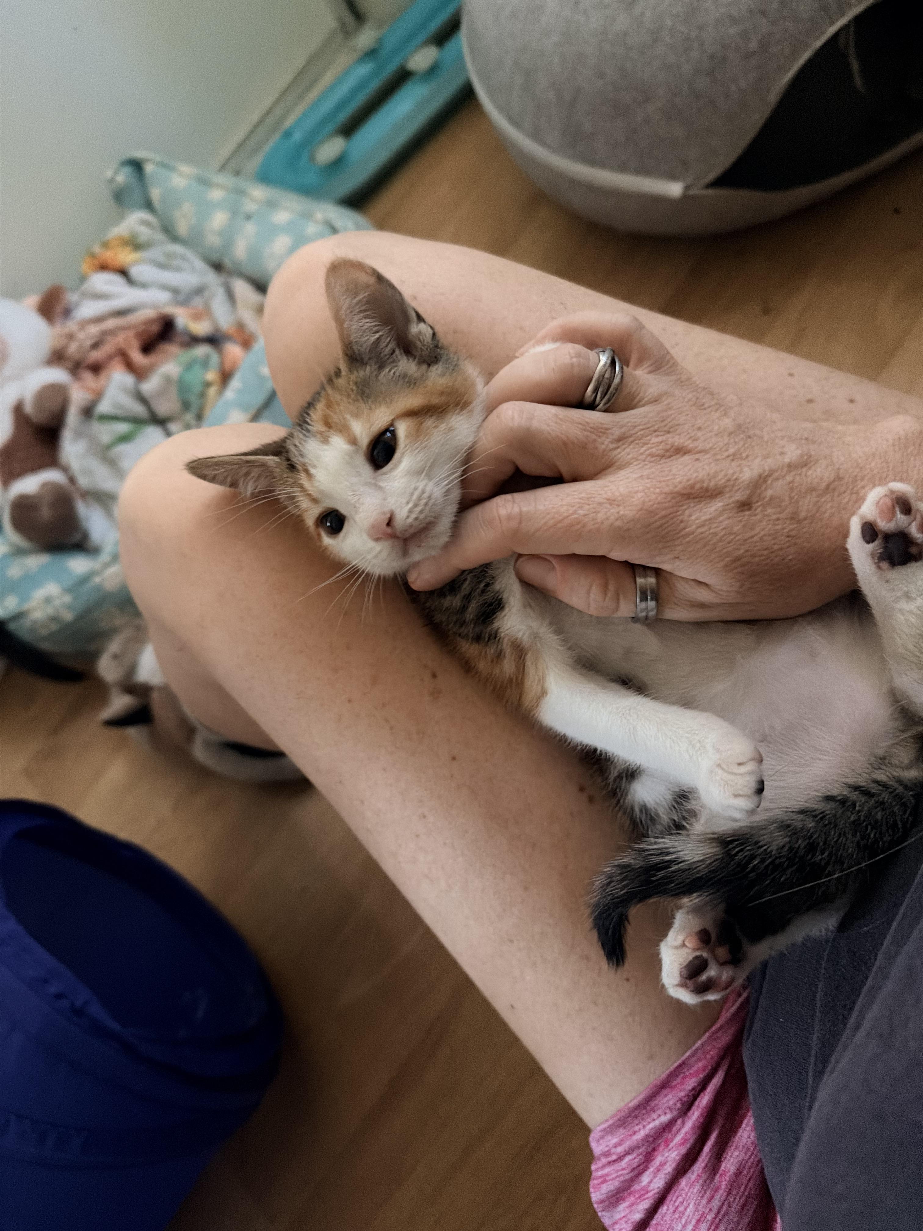 Tiger lily, a ADOPTABLE Calico in Tracy, CA image 3/3