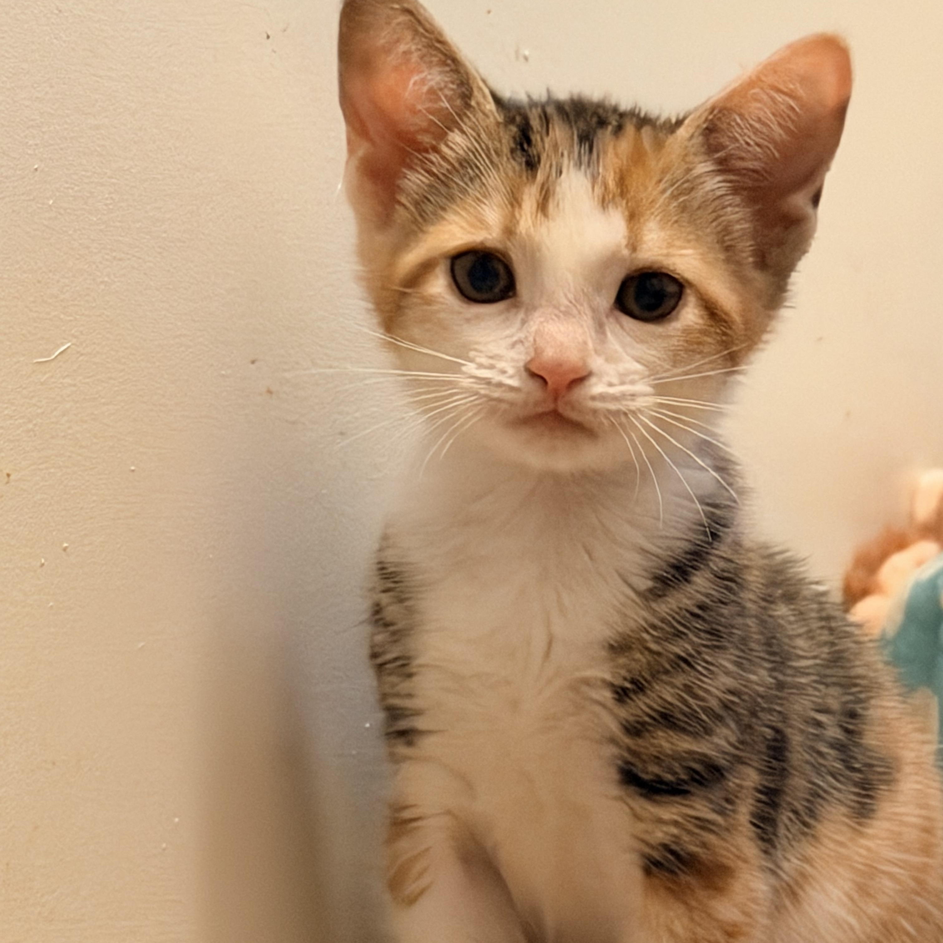 Tiger lily, ADOPTABLE, Young Female Calico.
