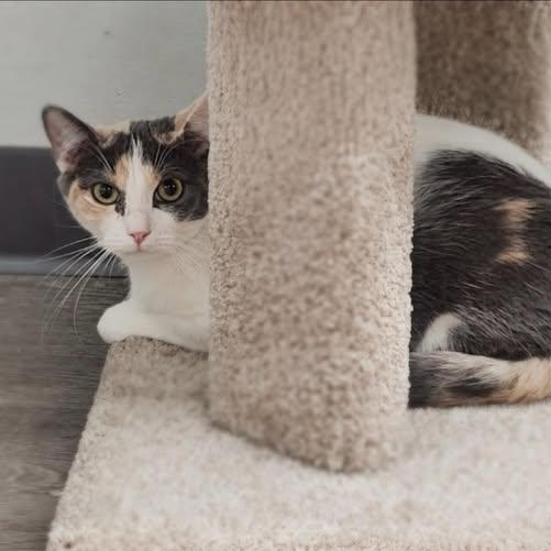 Enlarge Evie, a ADOPTABLE Domestic Short Hair in Reading, PA image 1/1