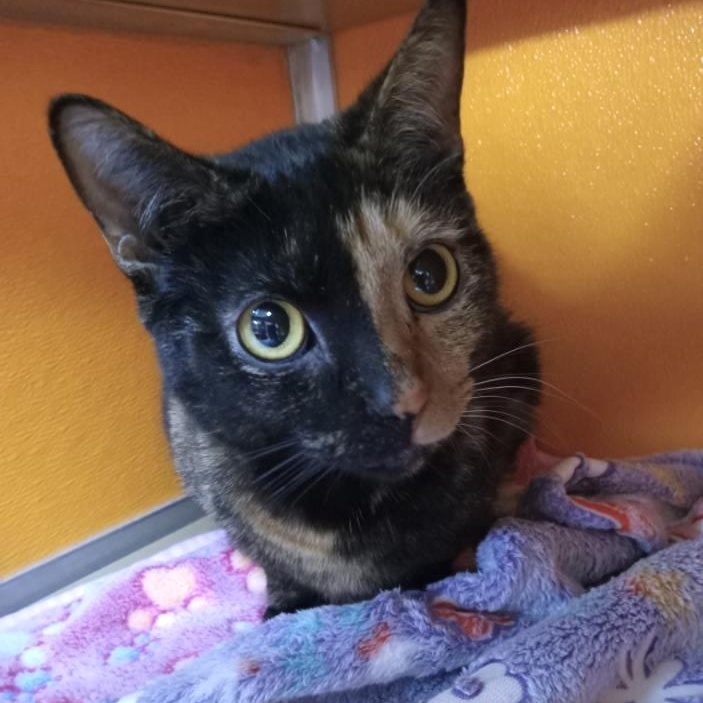 Enlarge Mocha, an adopted Domestic Short Hair in Elyria, OH image 2/4