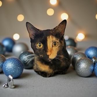 Enlarge Mocha, an adopted Domestic Short Hair in Elyria, OH image 1/4