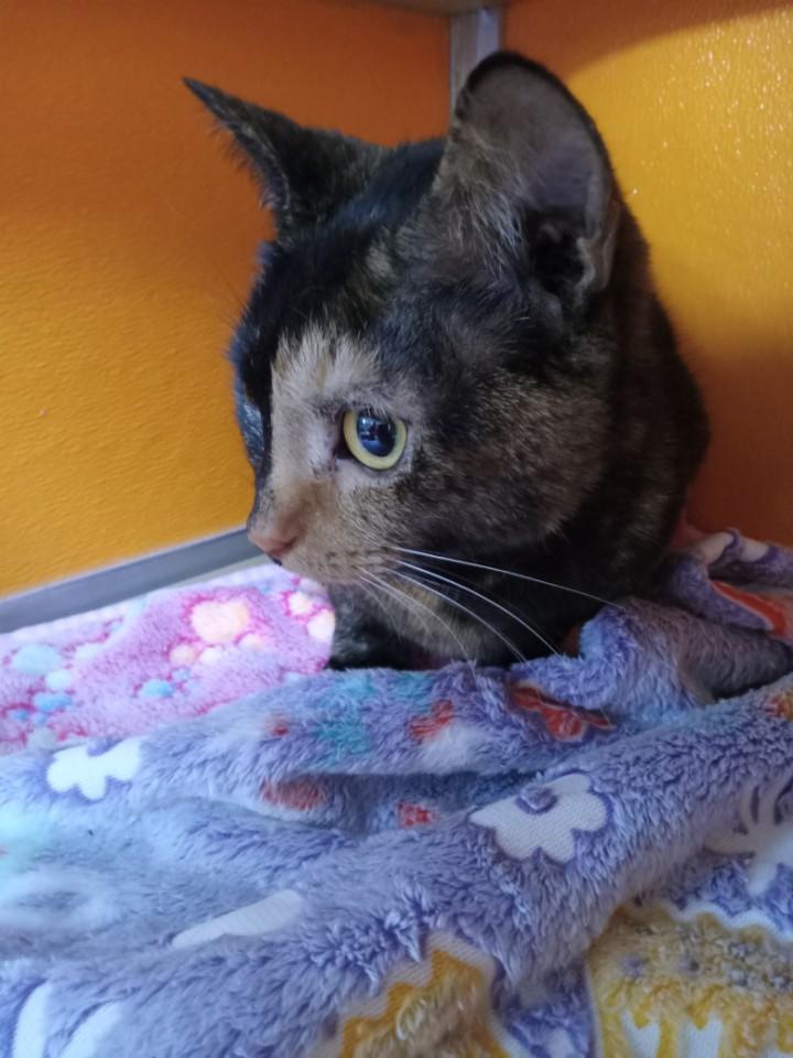 Enlarge Mocha, an adopted Domestic Short Hair in Elyria, OH image 3/4