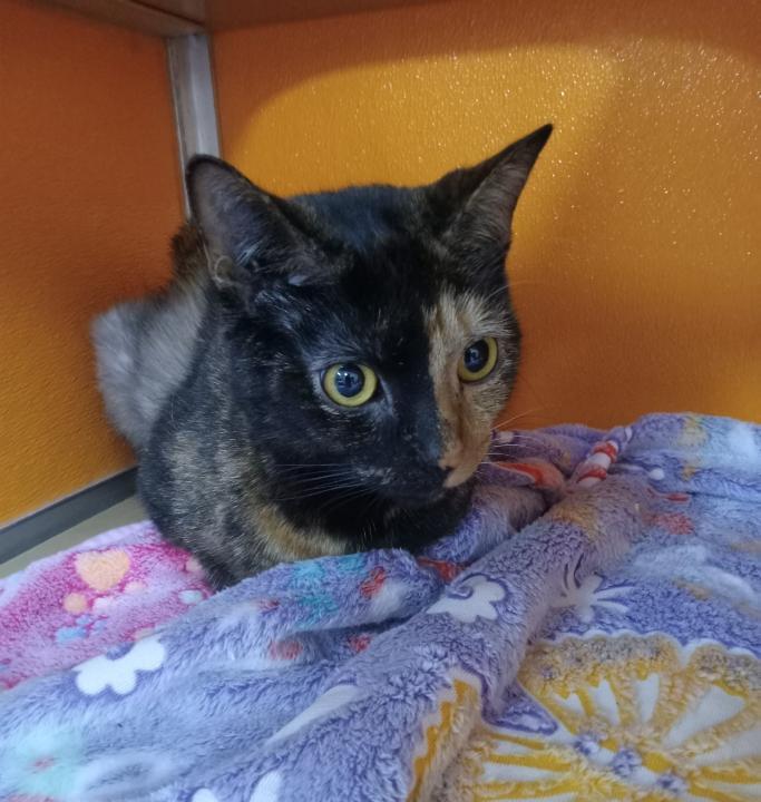 Enlarge Mocha, an adopted Domestic Short Hair in Elyria, OH image 4/4