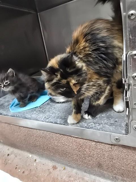 NAVVY, Adoptable, Adult Female Domestic Short Hair.