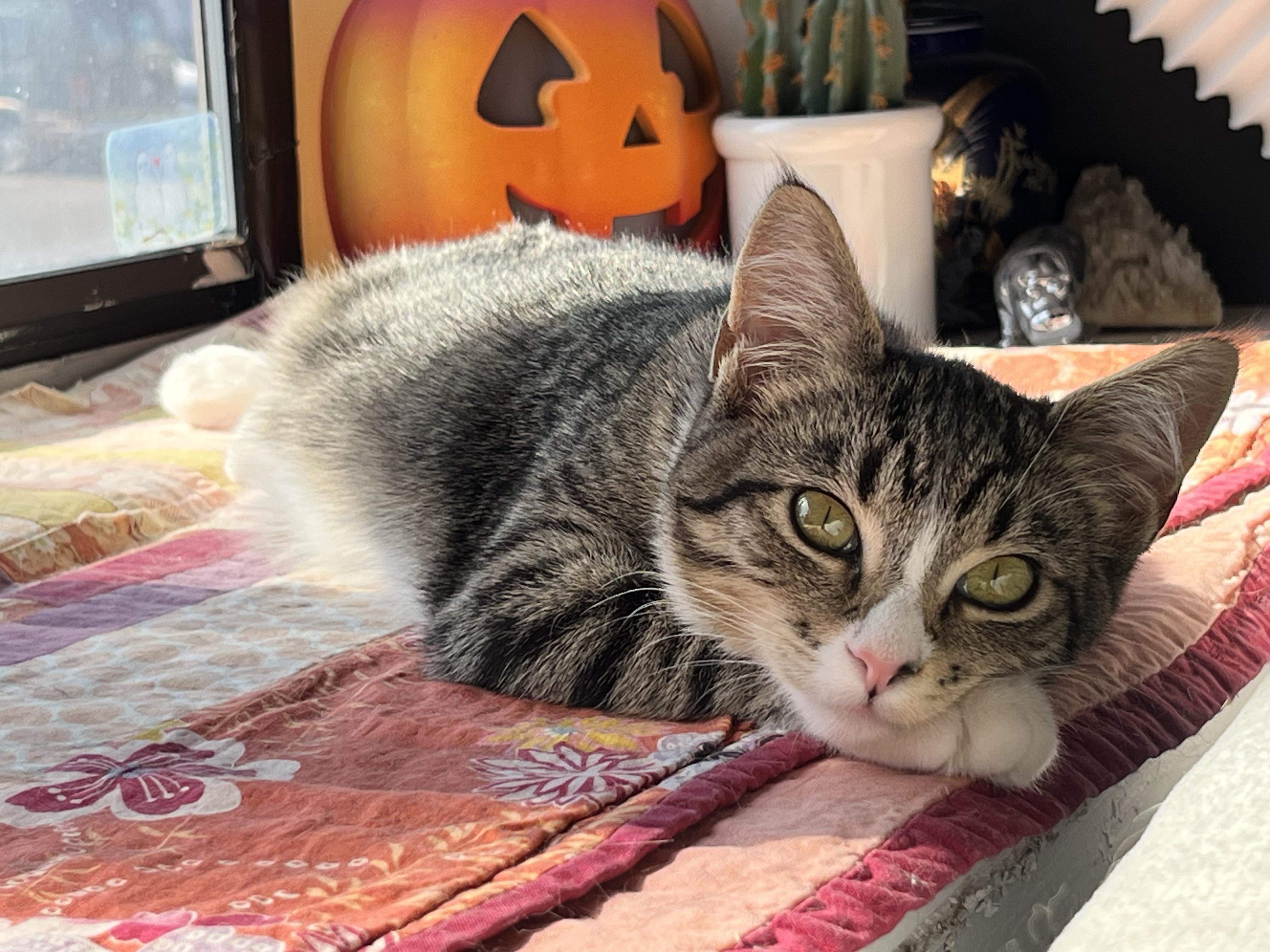 Enlarge Sesame, a Adoptable Domestic Short Hair in Missoula, MT image 2/2