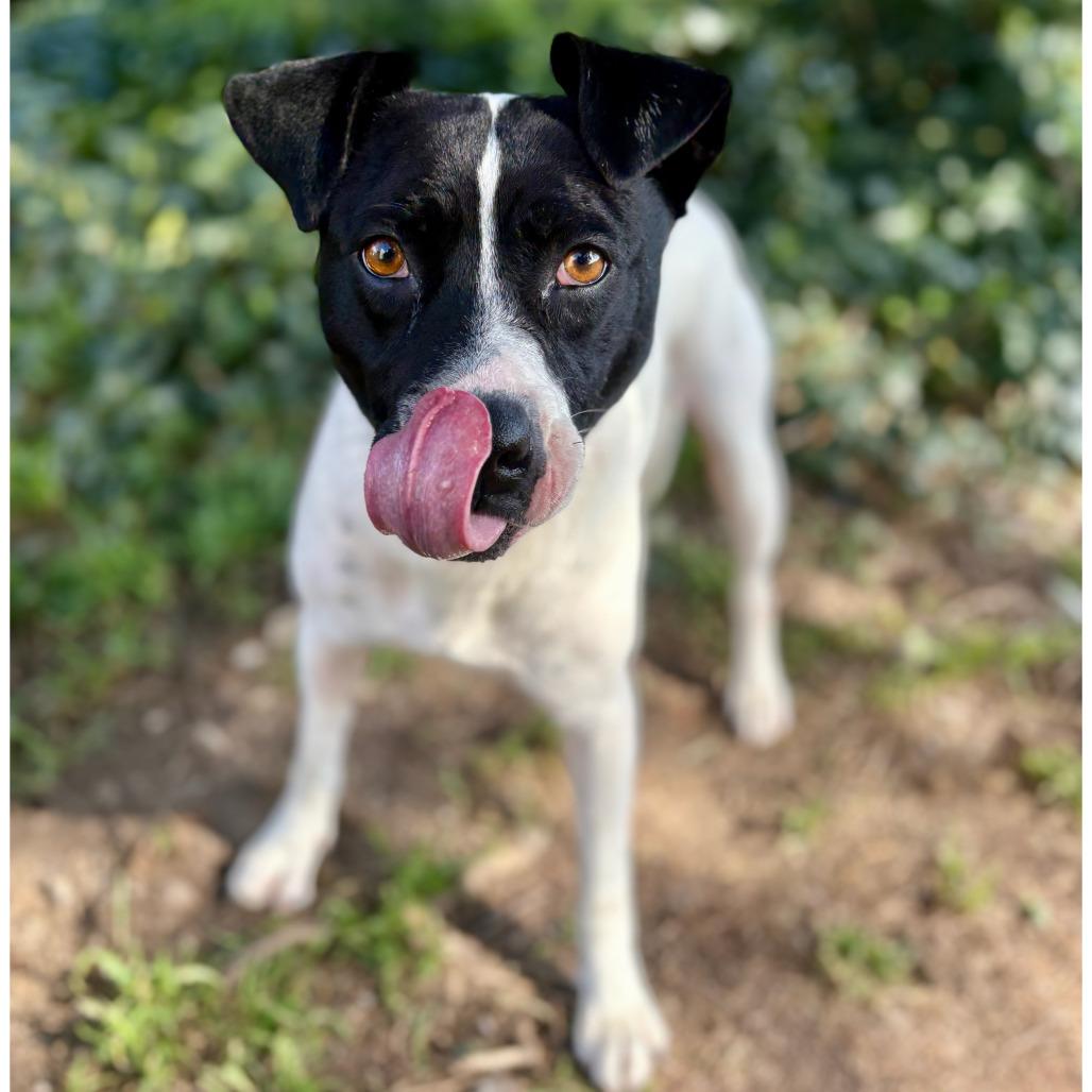 Cher, a Adoptable Mixed Breed in Portland, OR image 1/2