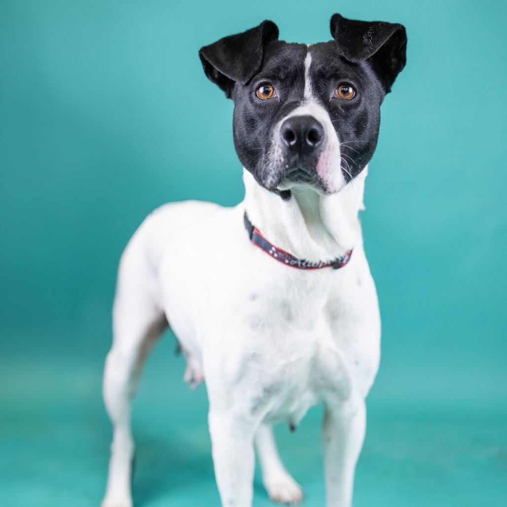 Cher, a Adoptable Mixed Breed in Portland, OR image 2/2