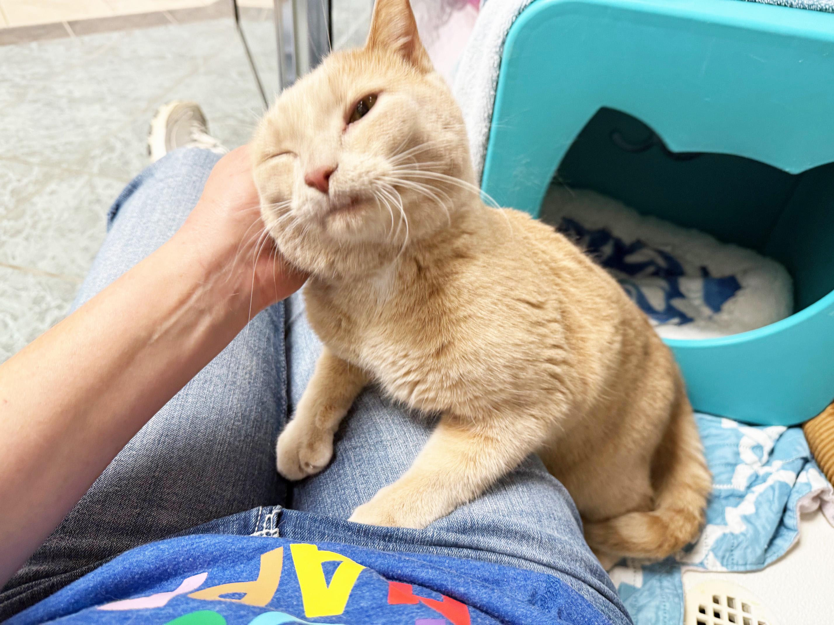 Garcia - handsome loverboy!, Adoptable, Adult Male Domestic Short Hair.