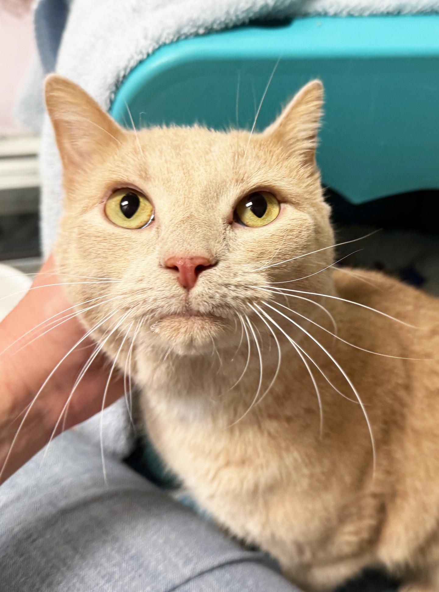 Garcia - handsome loverboy!, a Adoptable Domestic Short Hair in Oshkosh, WI image 2/5