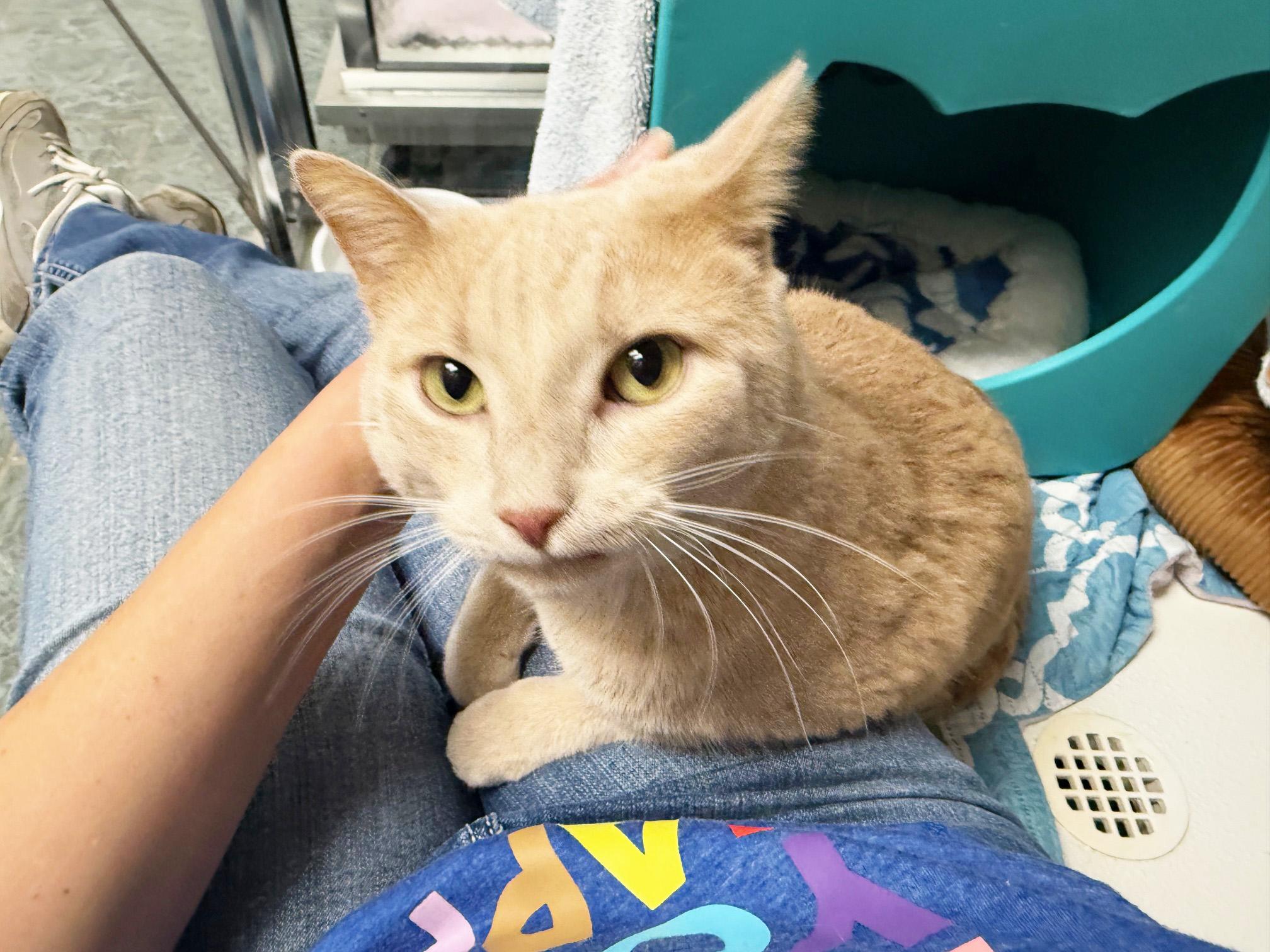 Garcia - handsome loverboy!, a Adoptable Domestic Short Hair in Oshkosh, WI image 3/5