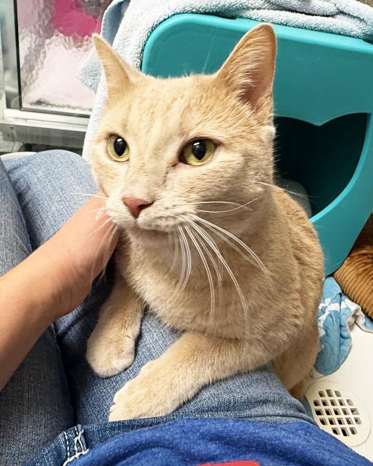 Garcia - handsome loverboy!, a Adoptable Domestic Short Hair in Oshkosh, WI image 4/5