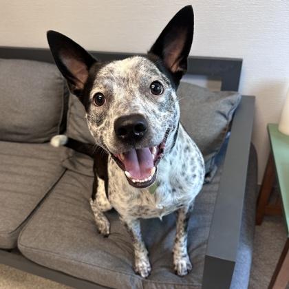 Enlarge Little Danny, a ADOPTABLE Mixed Breed in Lansing, MI image 1/3