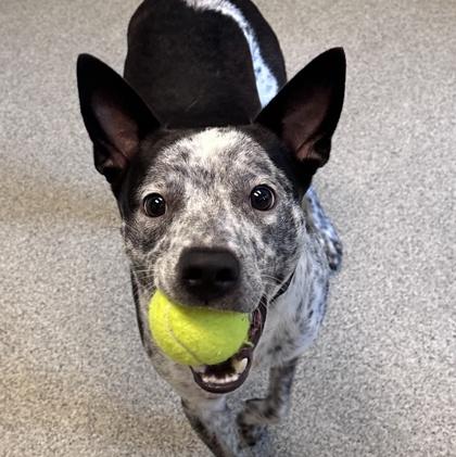 Enlarge Little Danny, a ADOPTABLE Mixed Breed in Lansing, MI image 3/3