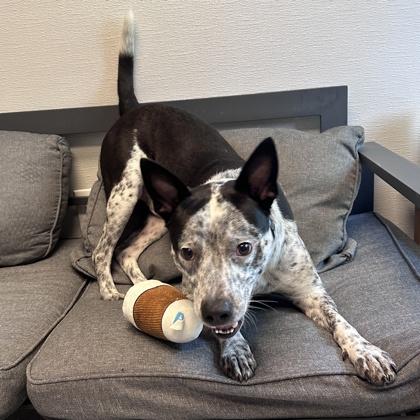 Enlarge Little Danny, a ADOPTABLE Mixed Breed in Lansing, MI image 2/3