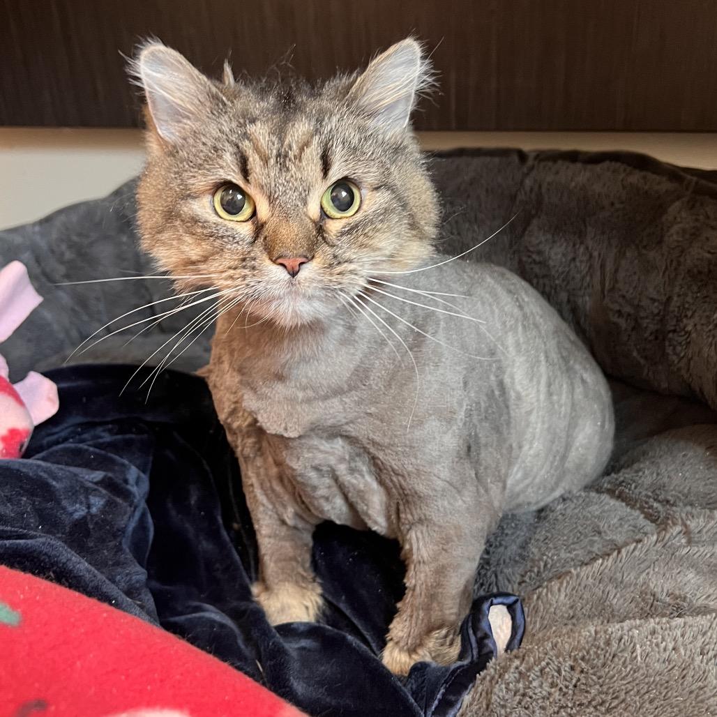 Shanaynay, Adoptable, Senior Female Domestic Medium Hair & Mixed Breed.