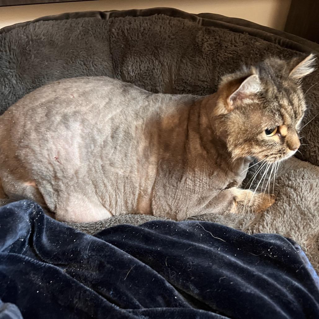 Enlarge Shanaynay, a Adoptable mixed breed in Kennebunk, ME image 2/3