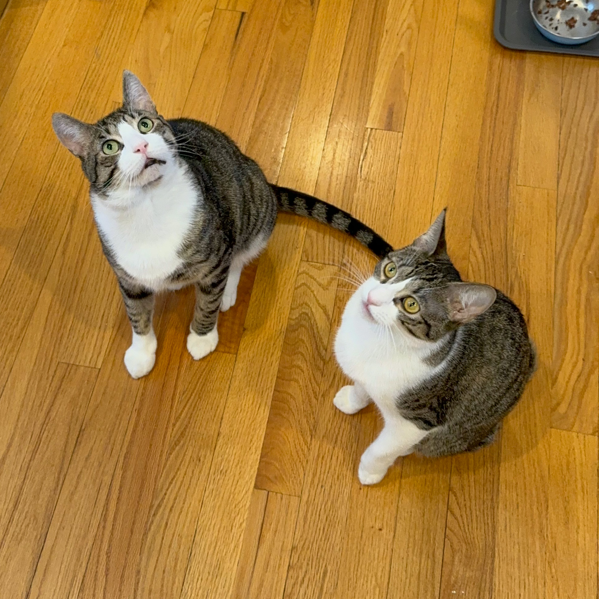 Tilty : a charming,  slightly off center boy!