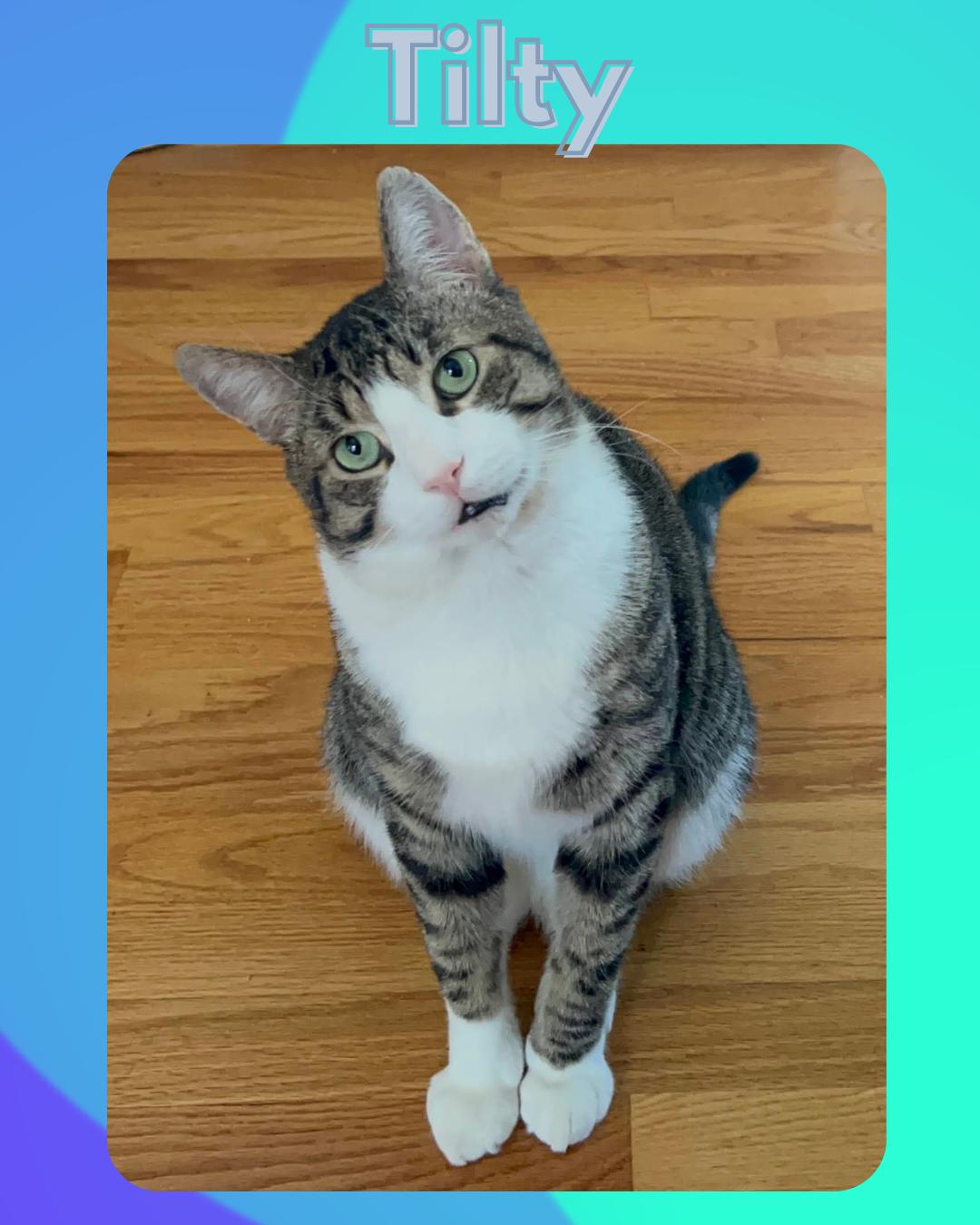 Tilty : a charming,  slightly off center boy!