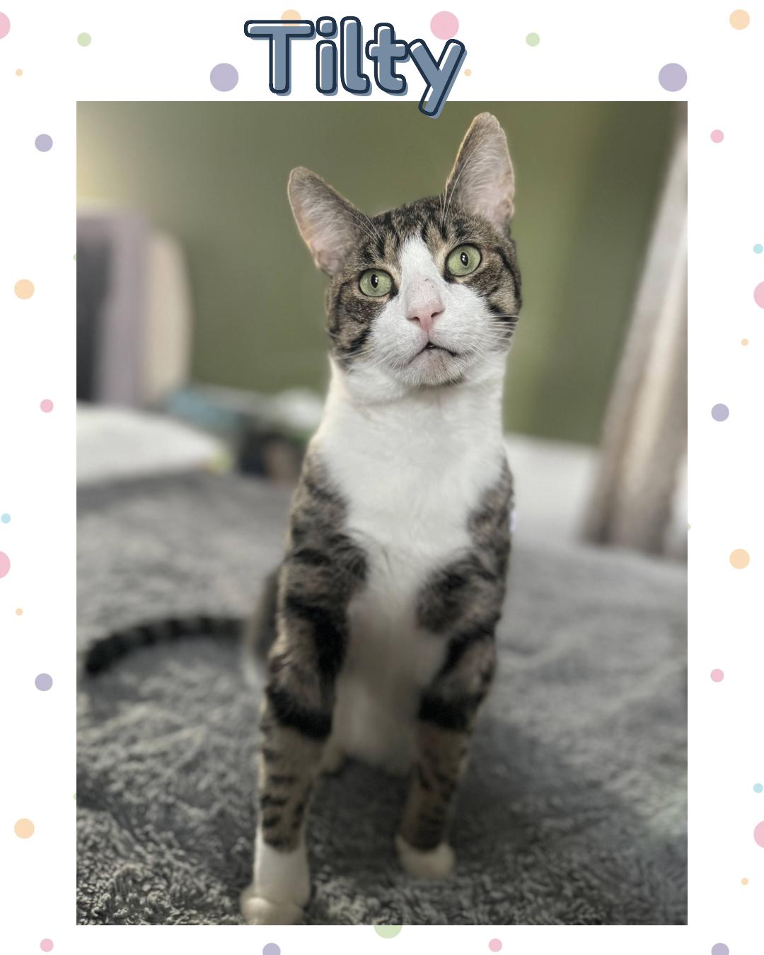 Tilty : a charming,  slightly off center boy!