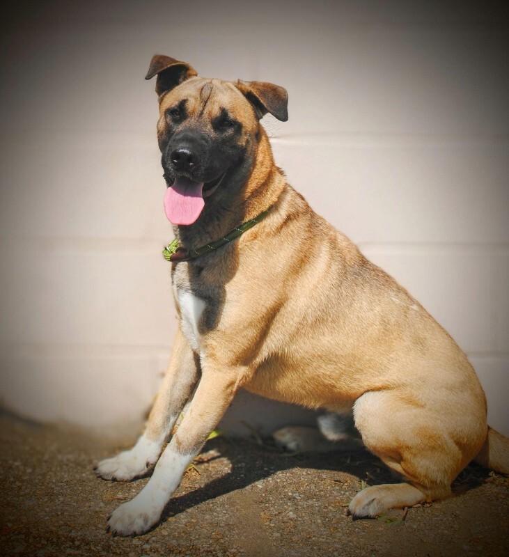 Enlarge Shadow 2, a Adoptable Shepherd in Providence Forge, VA image 1/1