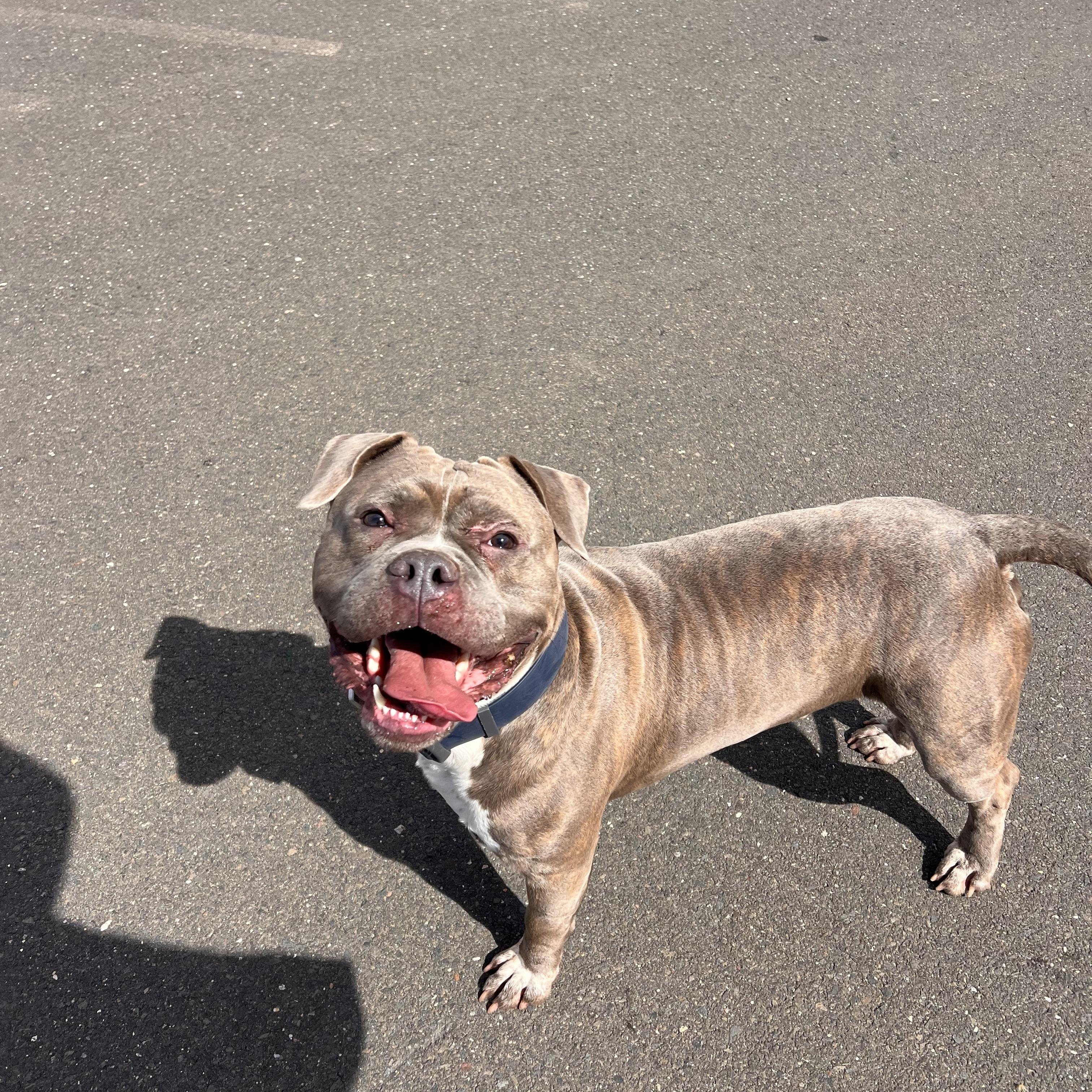 Kojak, a Adoptable mixed breed in New Britain, CT image 1/3