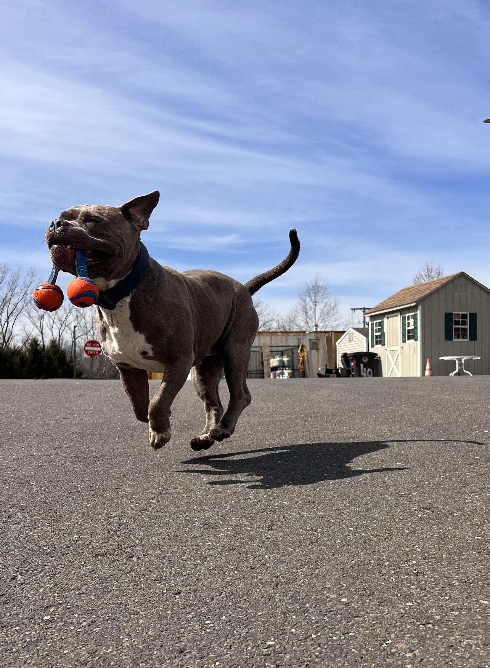 Kojak, a Adoptable mixed breed in New Britain, CT image 2/3