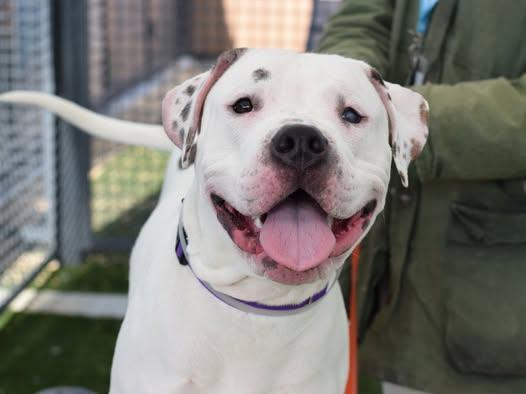 Enlarge Blanco, a Adoptable mixed breed in Star Lake, NY image 2/6