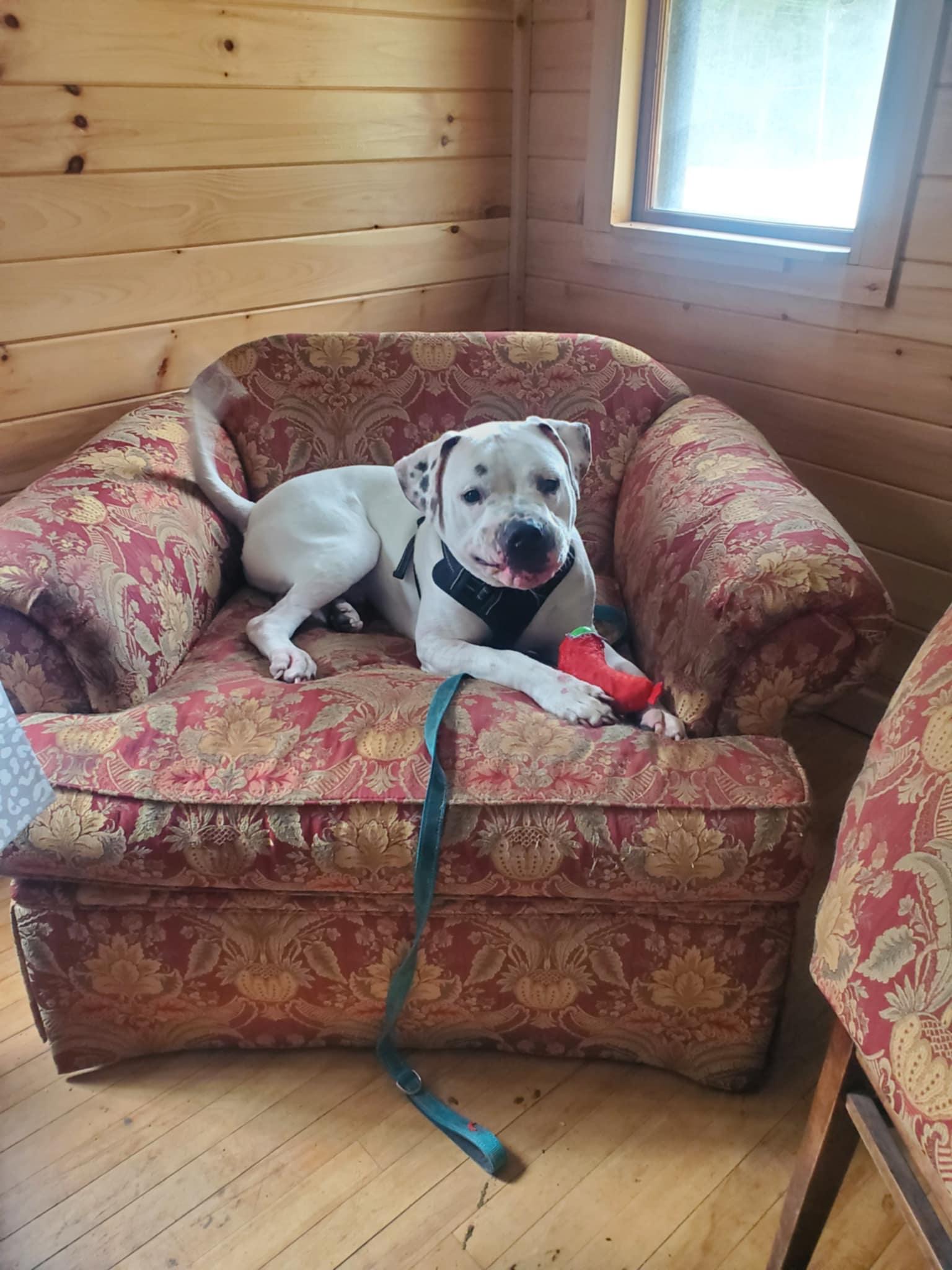 Enlarge Blanco, a Adoptable mixed breed in Star Lake, NY image 4/6