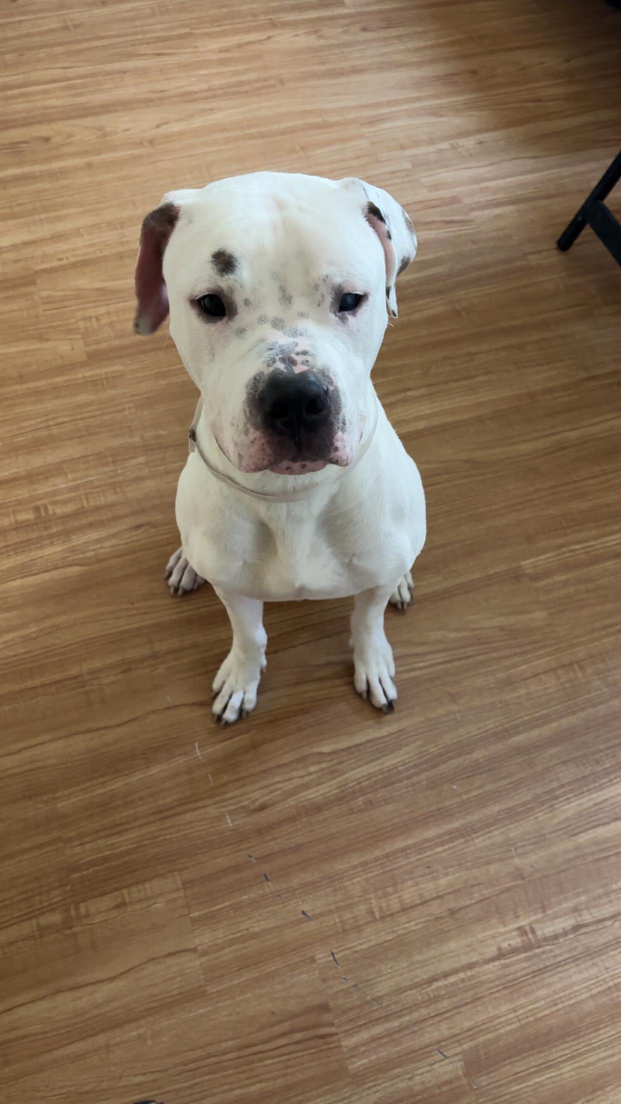 Blanco, Adoptable, Young Male American Staffordshire Terrier.