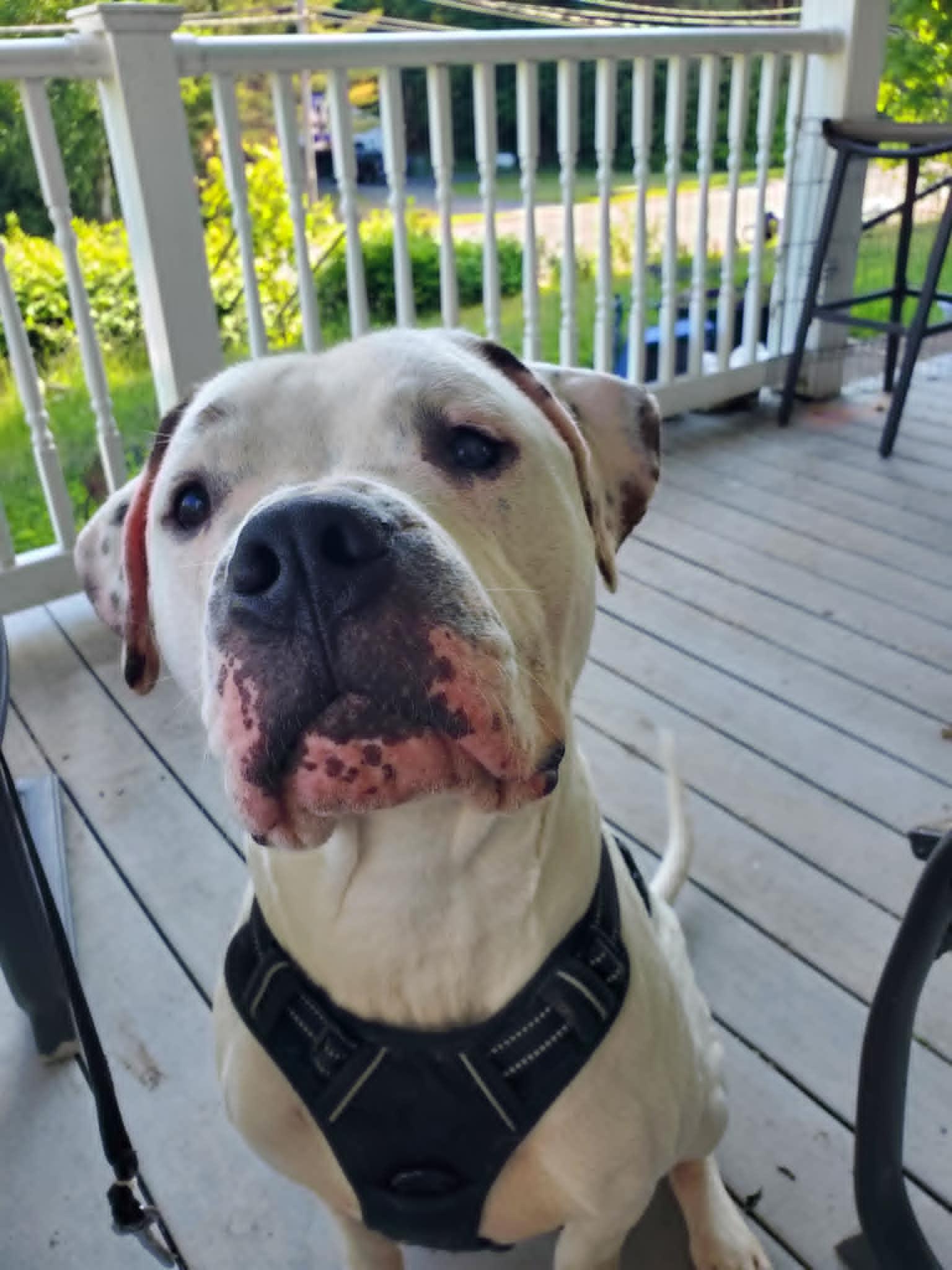 Enlarge Blanco, a Adoptable mixed breed in Star Lake, NY image 3/6