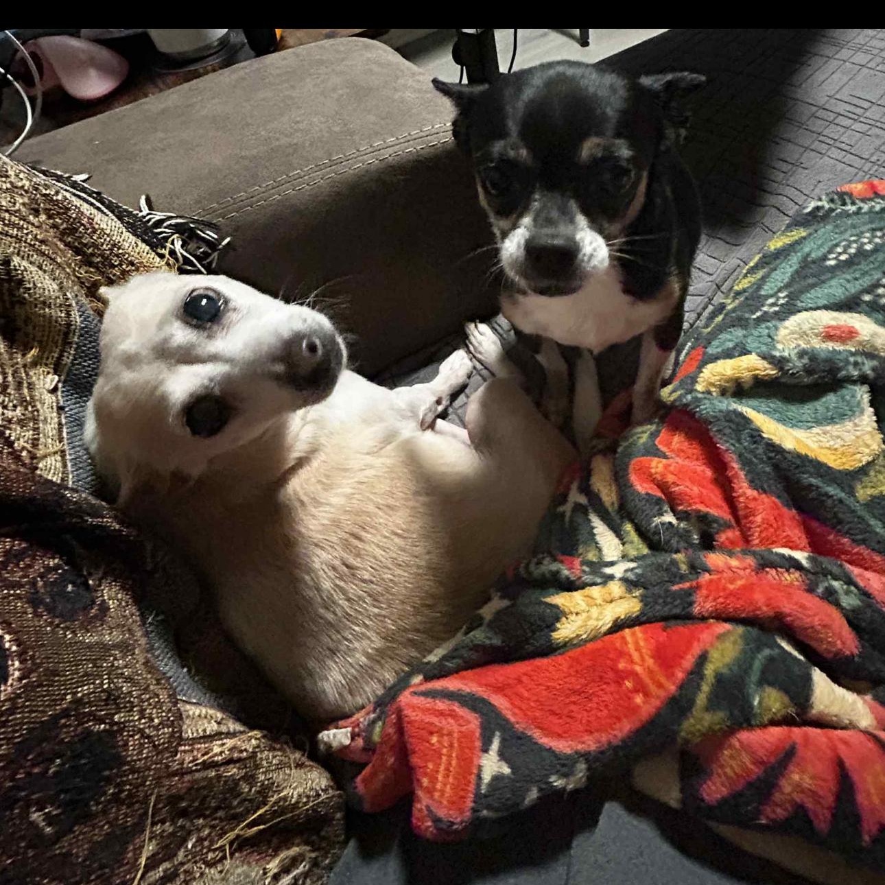 Enlarge 2118 Princess and Sassy (mother and daughter), a ADOPTABLE Chihuahua in Springfield, MO image 3/4