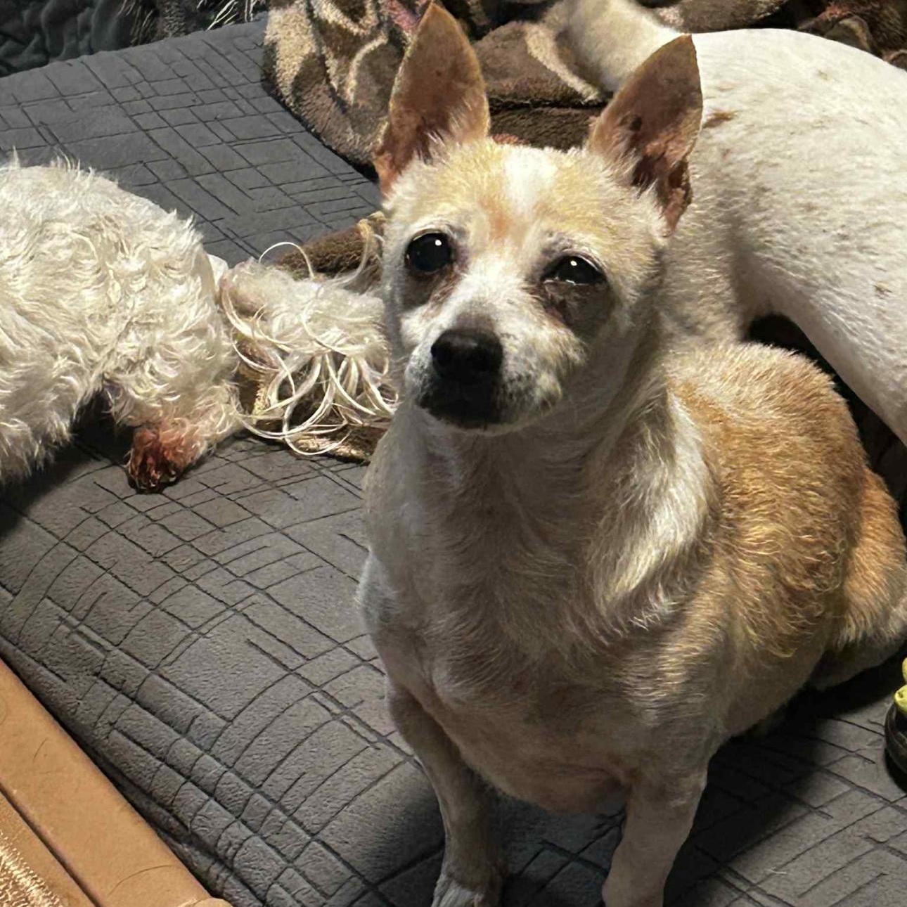 Enlarge 2118 Princess and Sassy (mother and daughter), a ADOPTABLE Chihuahua in Springfield, MO image 2/4