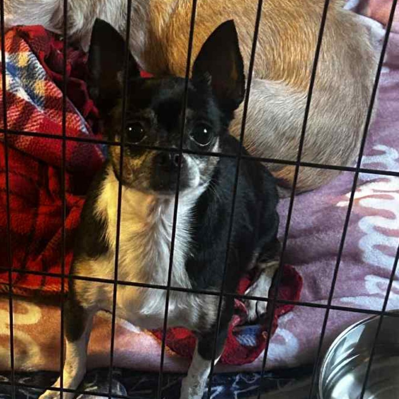 Enlarge 2118 Princess and Sassy (mother and daughter), a ADOPTABLE Chihuahua in Springfield, MO image 4/4