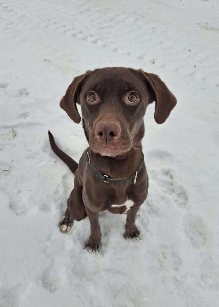 CRANBERRY, adopted, Adult Female Hound & Labrador Retriever.