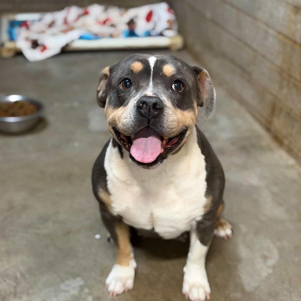 Queenie, Adoptable, Adult Female English Bulldog & English Bulldog.
