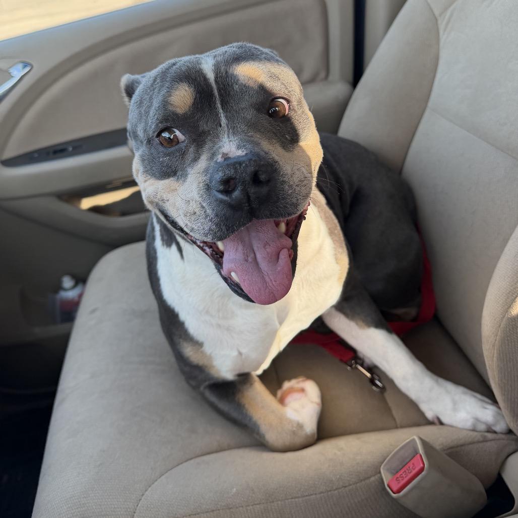 Enlarge Queenie, a Adoptable mixed breed in San Diego, CA image 2/4