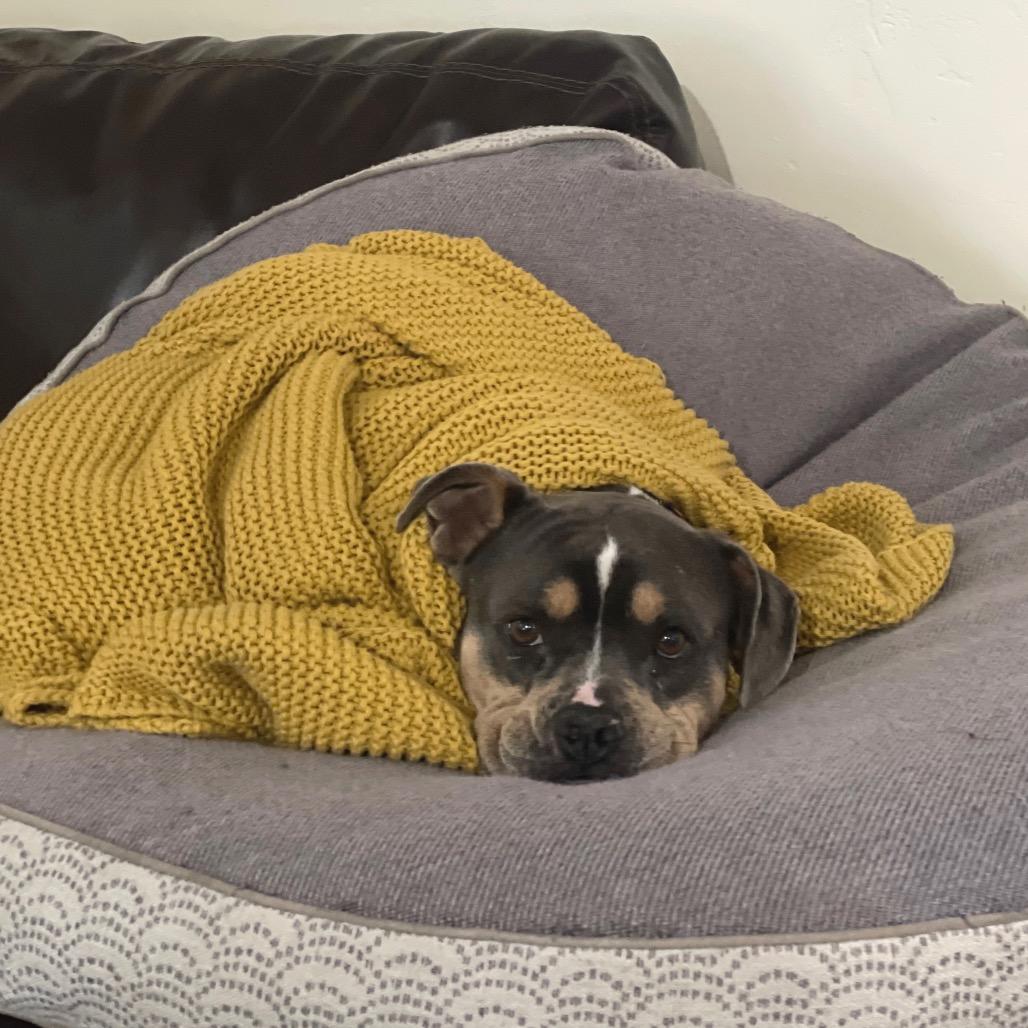 Enlarge Queenie, a Adoptable mixed breed in San Diego, CA image 3/4