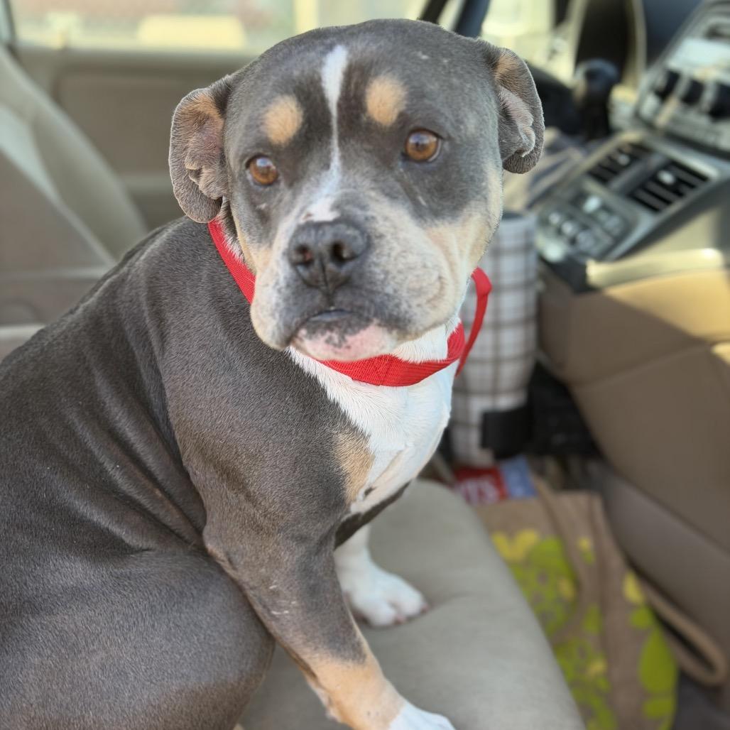 Enlarge Queenie, a Adoptable mixed breed in San Diego, CA image 4/4